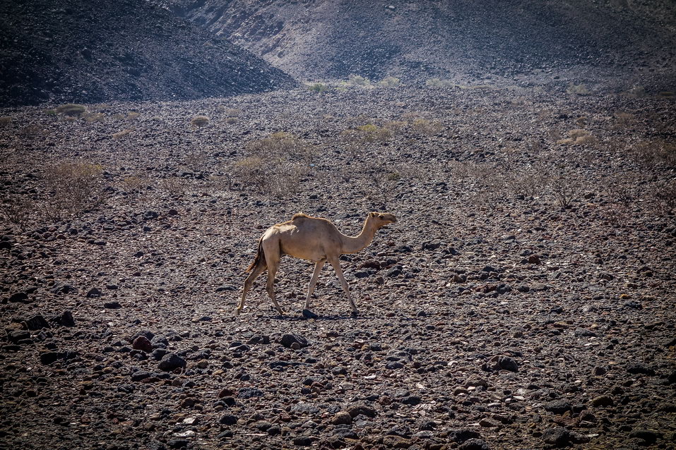 Lake Ghoubet (Djibouti) © One Man Wolf Pack