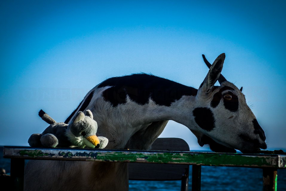 Tadjoura (Djibouti) © One Man Wolf Pack