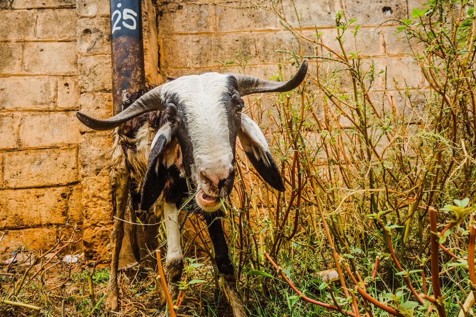 Banjul (Gambia) © One Man Wolf Pack