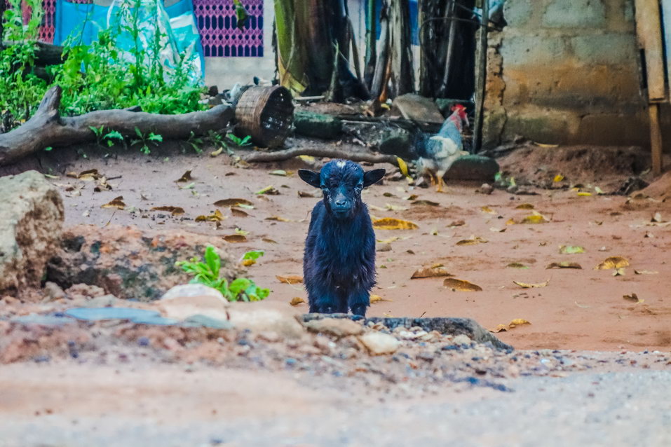 Boti (Ghana) © One Man Wolf Pack