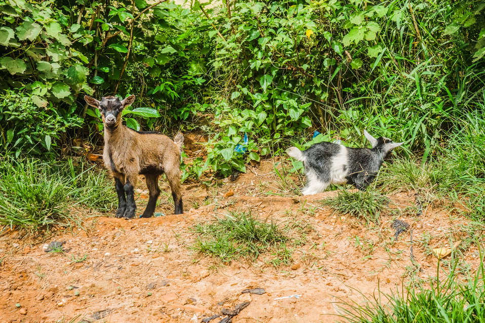Bissau (Guinea-Bissau) © One Man Wolf Pack
