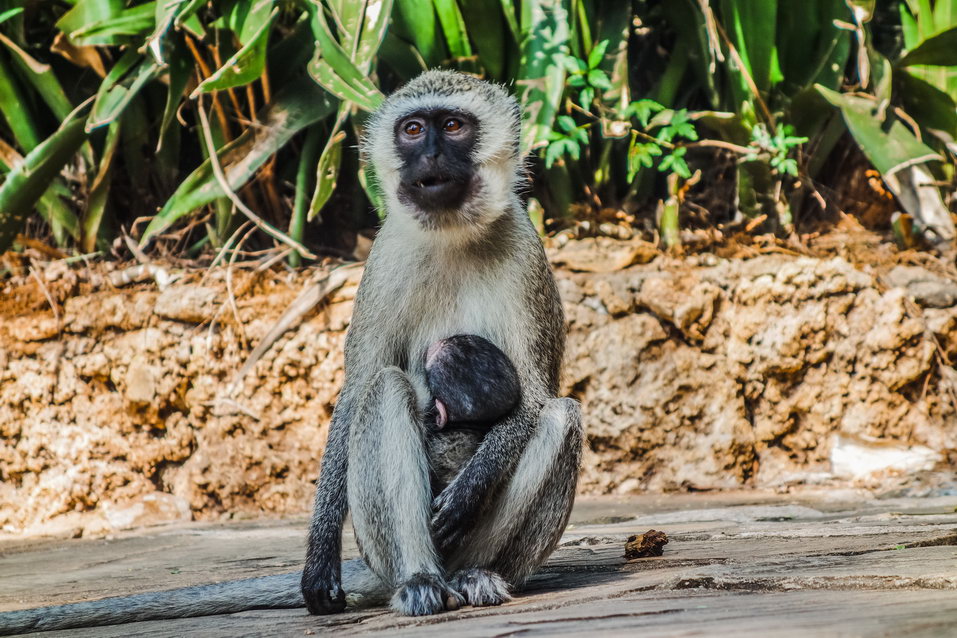 Mombasa (Kenya) © One Man Wolf Pack