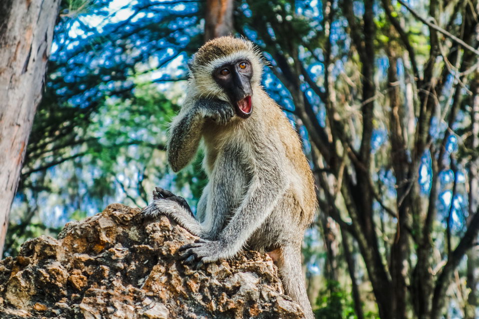 Mombasa (Kenya) © One Man Wolf Pack