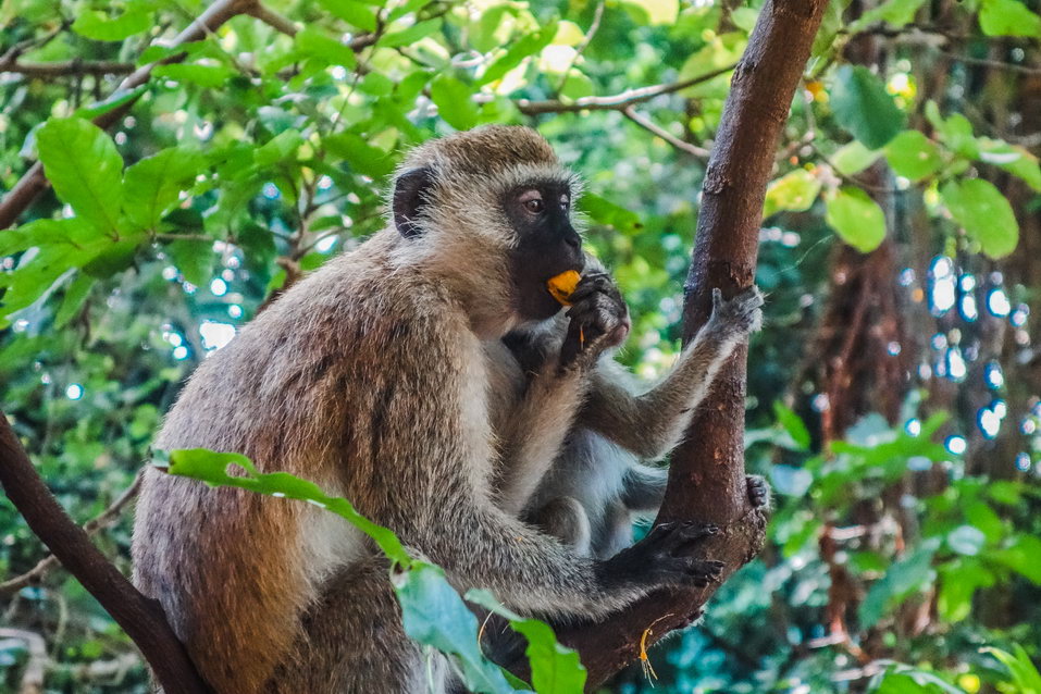 Mombasa (Kenya) © One Man Wolf Pack