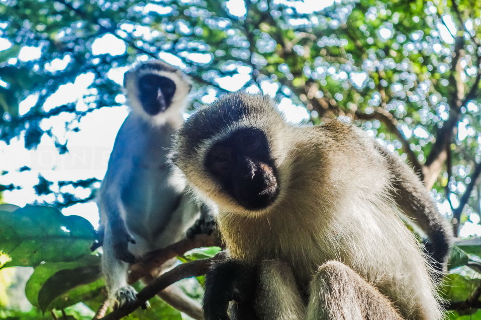 Mombasa (Kenya) © One Man Wolf Pack