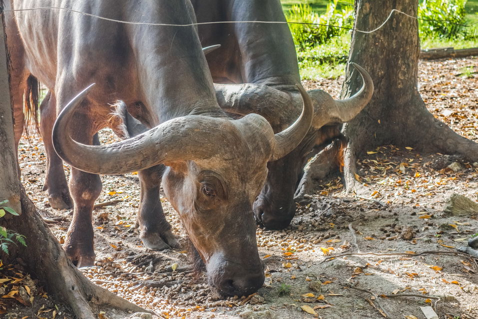 Mombasa (Kenya) © One Man Wolf Pack