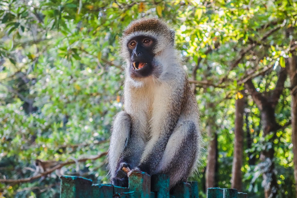 Mombasa (Kenya) © One Man Wolf Pack