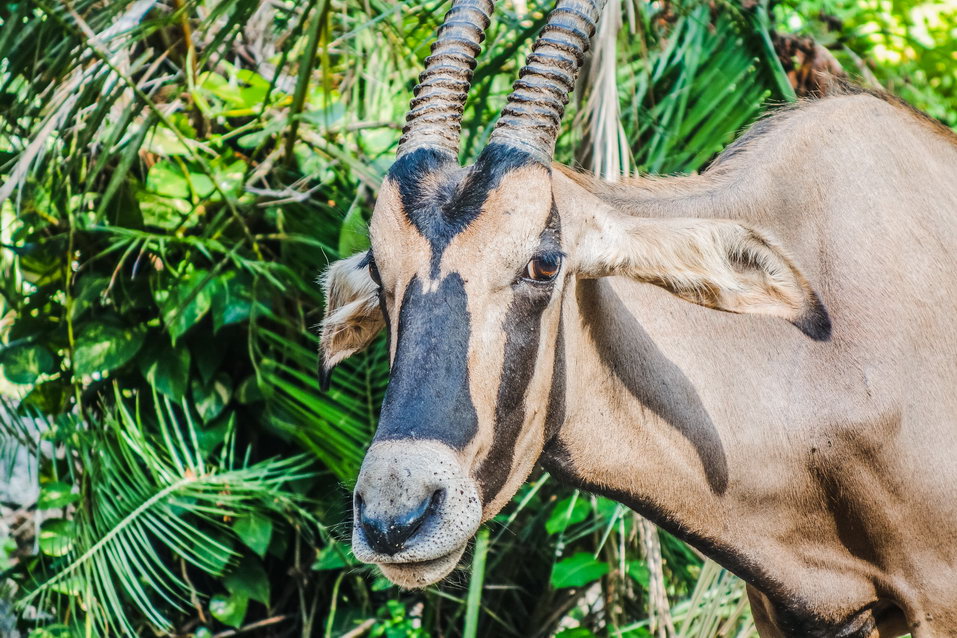 Mombasa (Kenya) © One Man Wolf Pack
