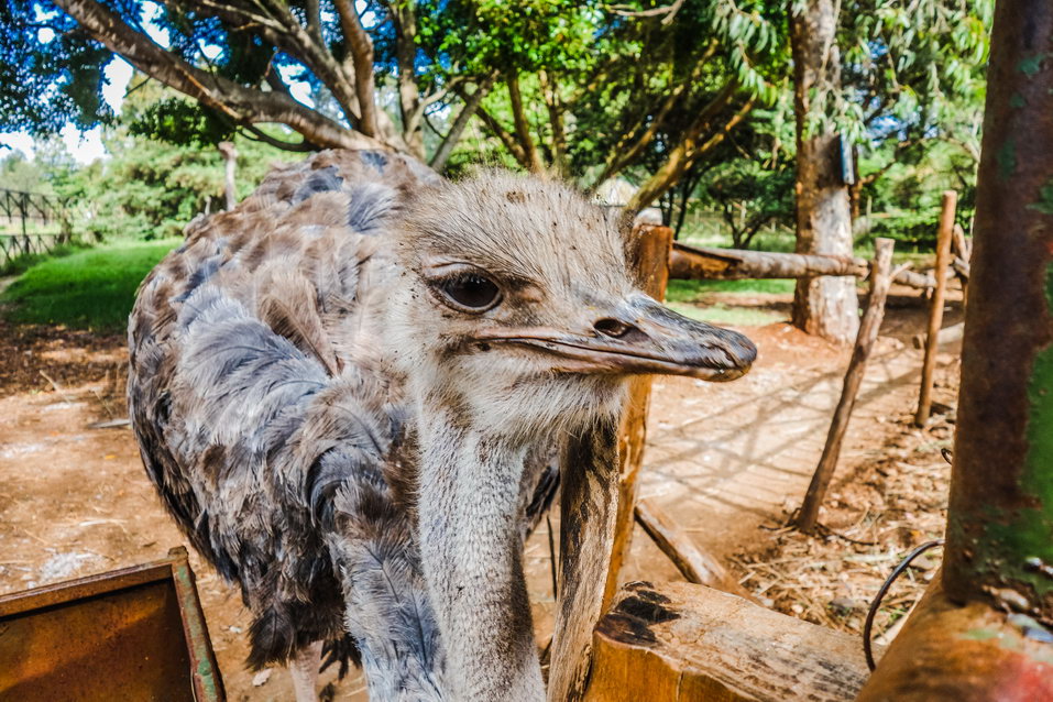 Nairobi (Kenya) © One Man Wolf Pack