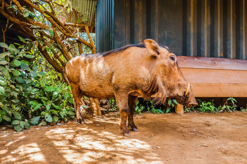 Nairobi (Kenya) © One Man Wolf Pack
