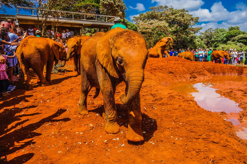 Nairobi (Kenya) © One Man Wolf Pack