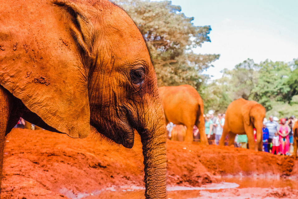 Nairobi (Kenya) © One Man Wolf Pack