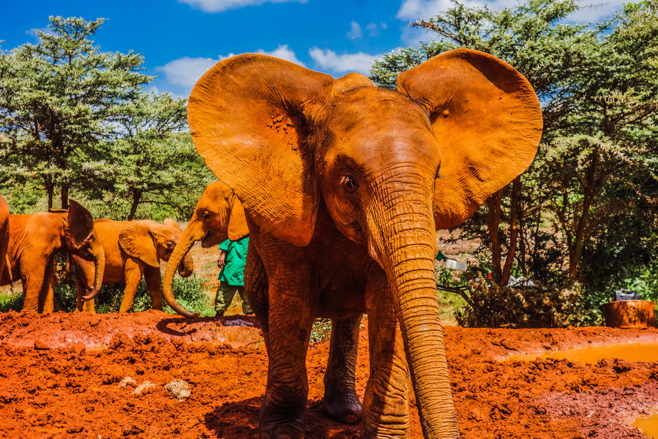 Nairobi (Kenya) © One Man Wolf Pack