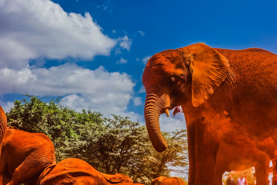 Nairobi (Kenya) © One Man Wolf Pack