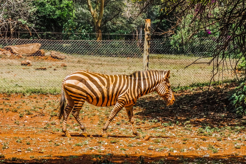 Nairobi (Kenya) © One Man Wolf Pack