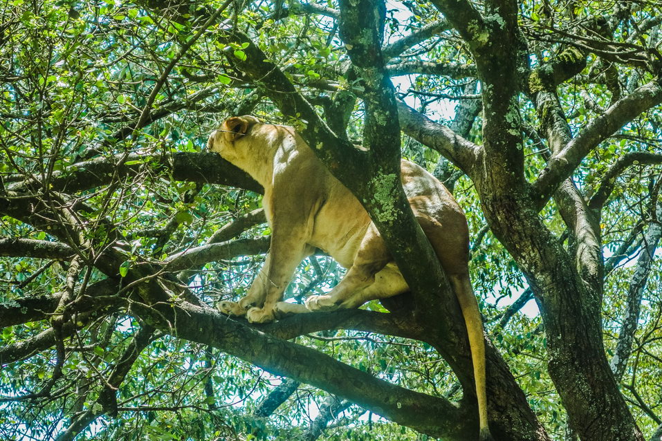 Nairobi (Kenya) © One Man Wolf Pack