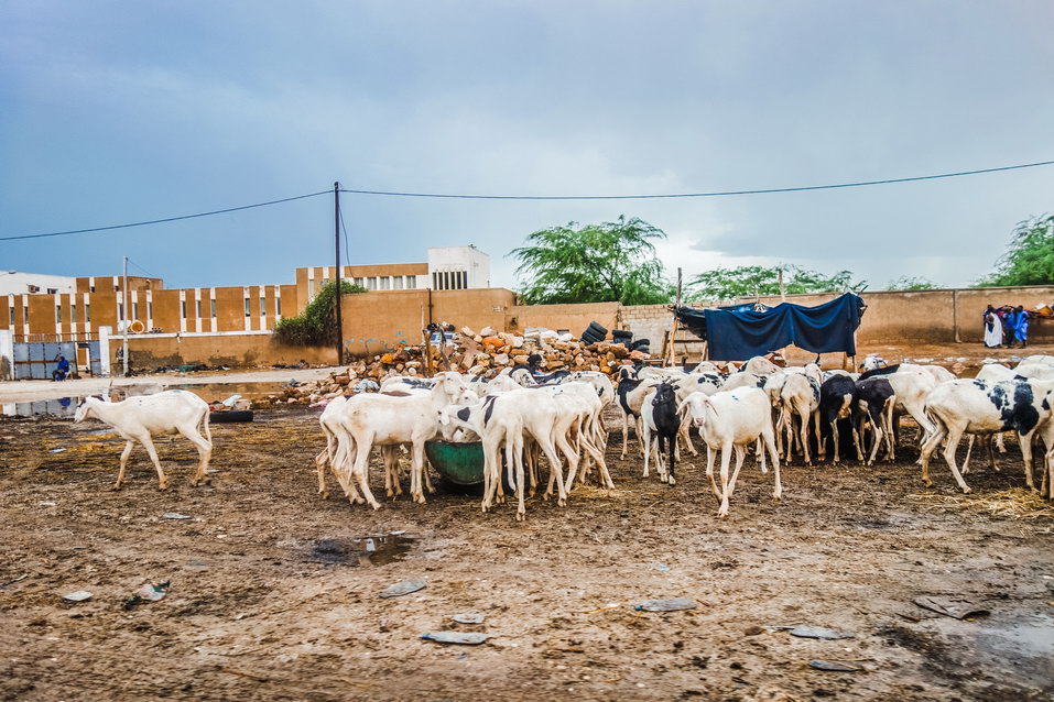 Nouakchott (Mauritania) © One Man Wolf Pack