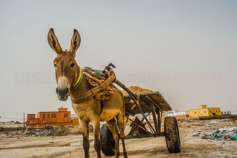 Nouakchott (Mauritania) © One Man Wolf Pack