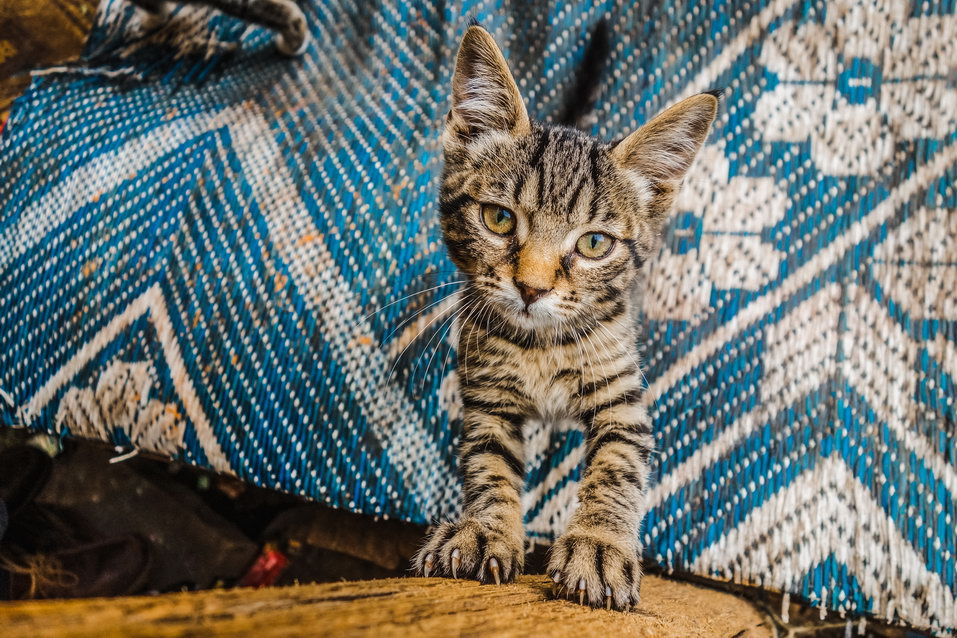 Casablanca (Morocco) © One Man Wolf Pack