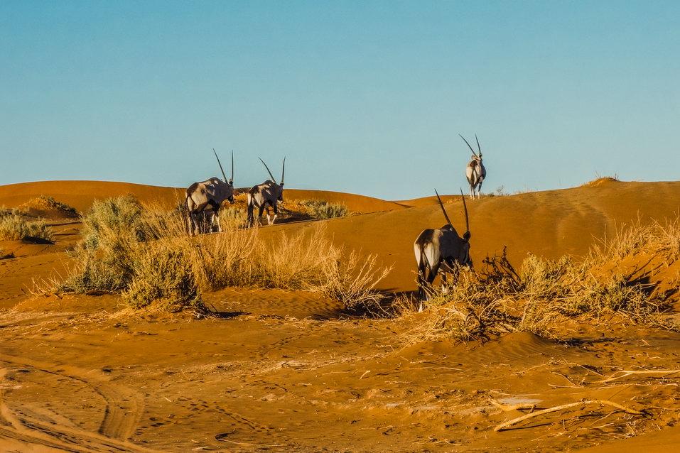 Sossusvlei (Namibia)