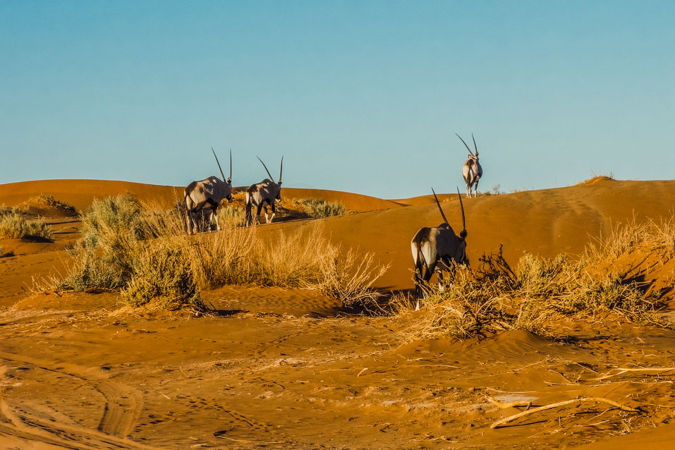 Sossusvlei (Namibia) © One Man Wolf Pack