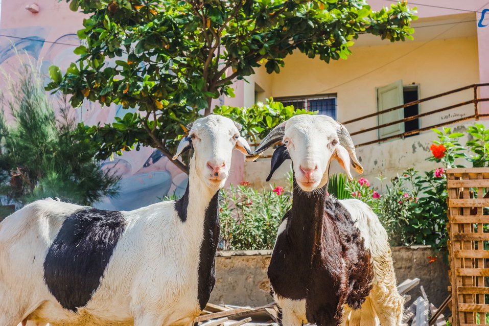 Dakar (Senegal)