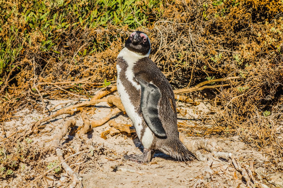 Cape Town (South Africa) © One Man Wolf Pack