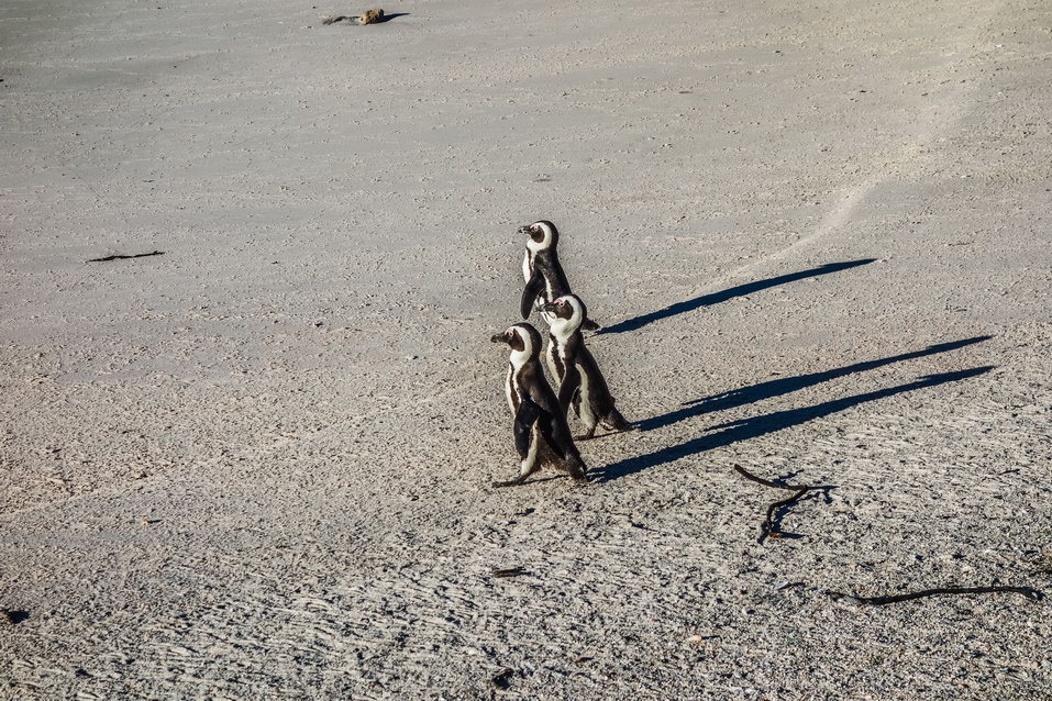 Cape Town (South Africa) © One Man Wolf Pack