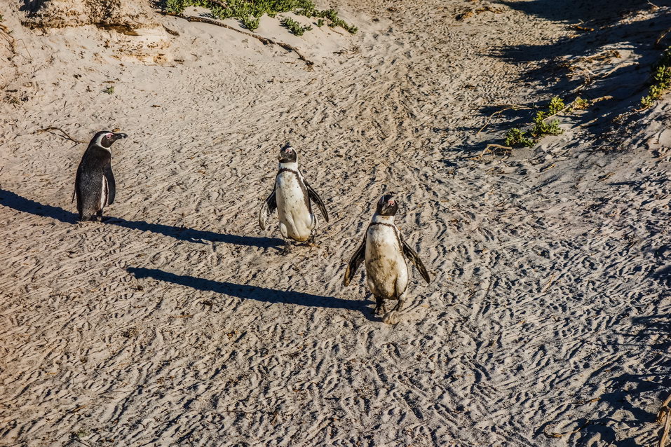Cape Town (South Africa) © One Man Wolf Pack