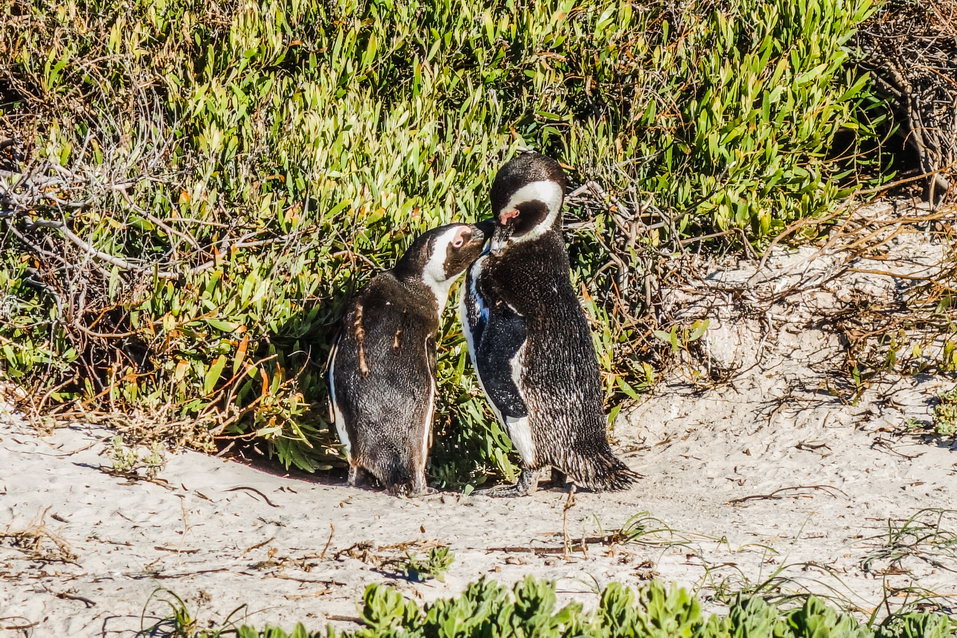 Cape Town (South Africa) © One Man Wolf Pack
