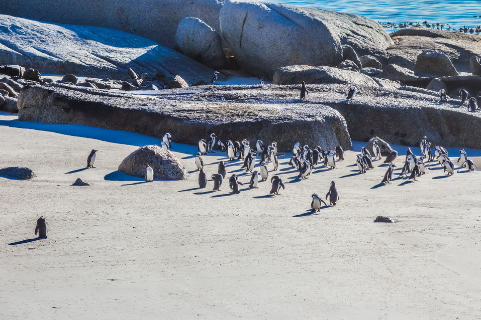 Cape Town (South Africa) © One Man Wolf Pack