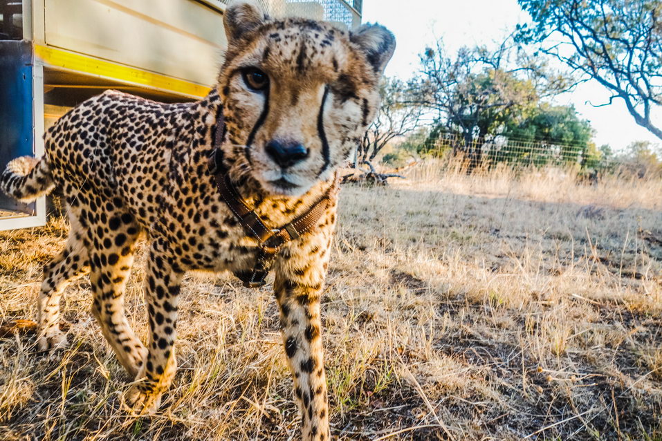 Johannesburg (South Africa) © One Man Wolf Pack