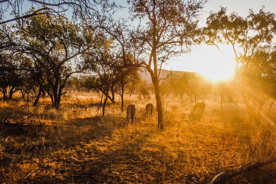 Johannesburg (South Africa) © One Man Wolf Pack