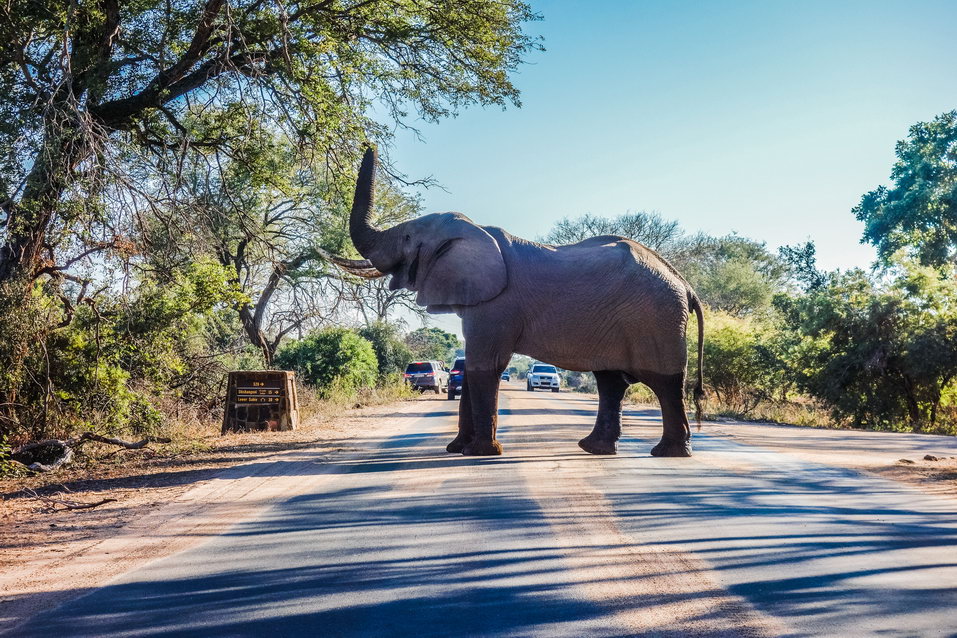 Kruger National Park (South Africa)