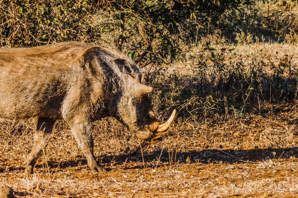 Kruger National Park (South Africa) © One Man Wolf Pack