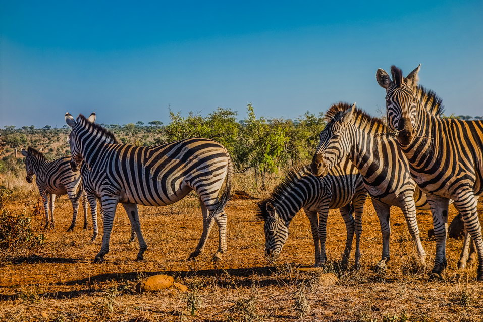 Kruger National Park (South Africa) © One Man Wolf Pack
