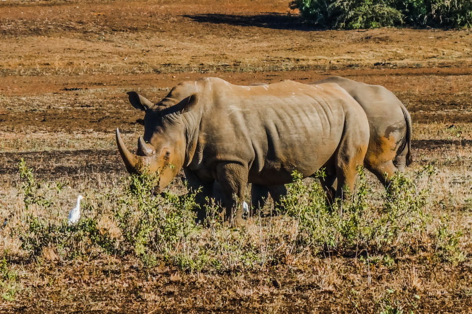 Kruger National Park (South Africa) © One Man Wolf Pack