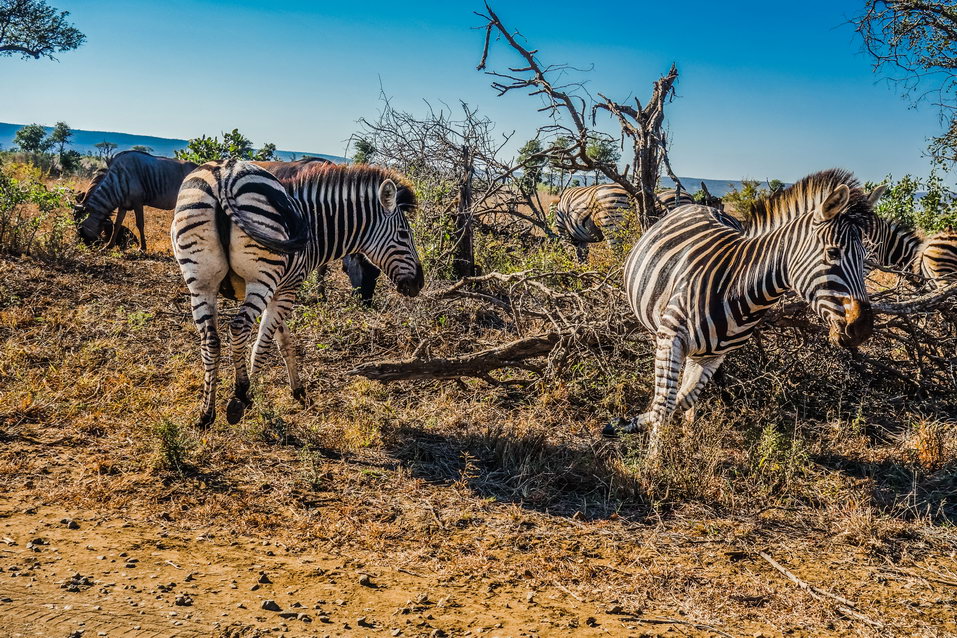 Kruger National Park (South Africa) © One Man Wolf Pack