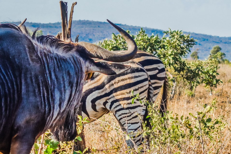 Kruger National Park (South Africa) © One Man Wolf Pack