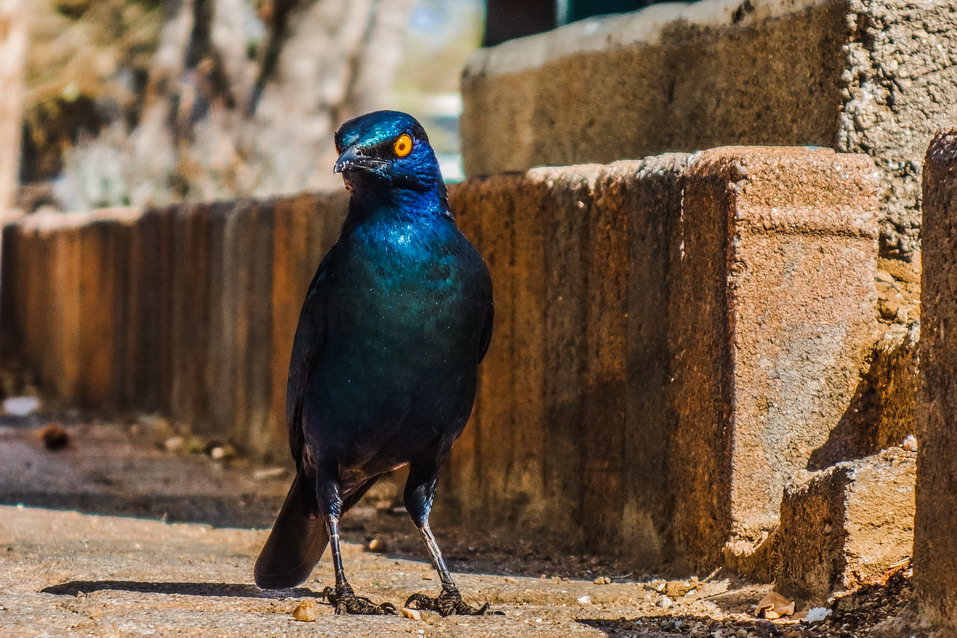 Kruger National Park (South Africa) © One Man Wolf Pack