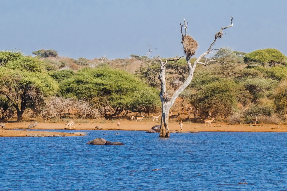 Kruger National Park (South Africa) © One Man Wolf Pack