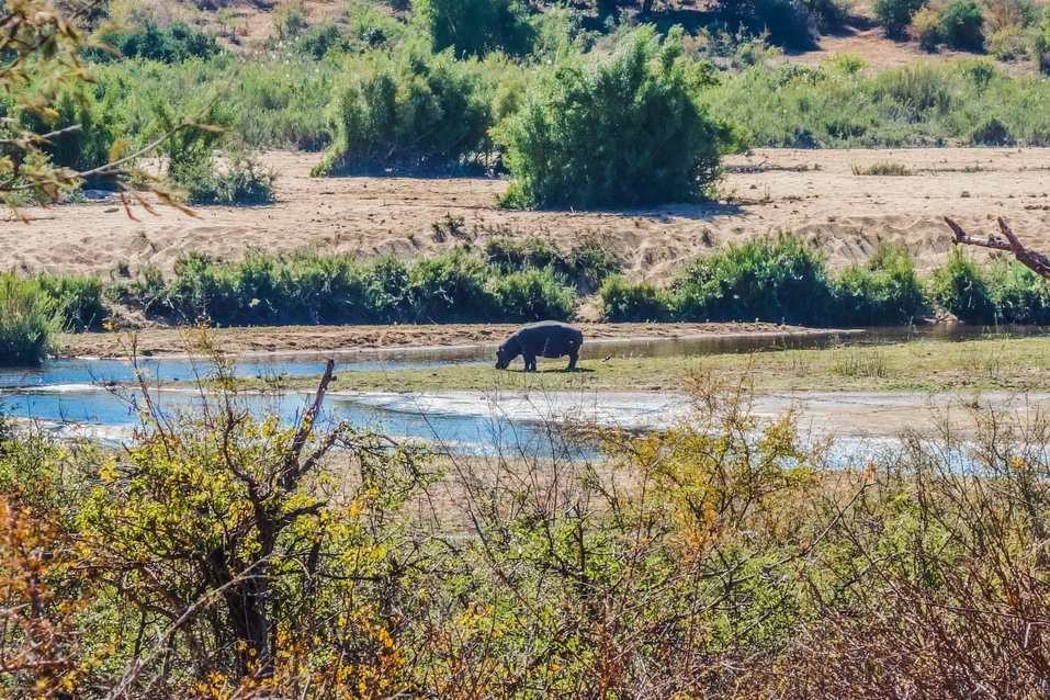 Kruger National Park (South Africa) © One Man Wolf Pack
