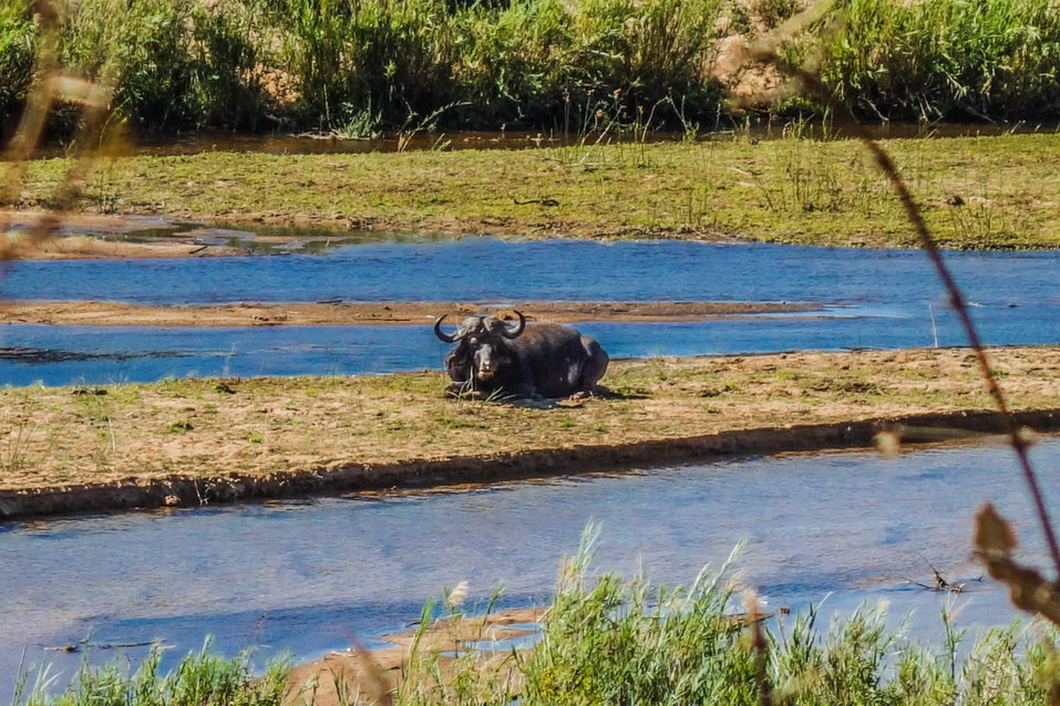 Kruger National Park (South Africa) © One Man Wolf Pack