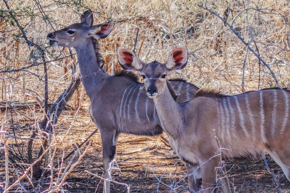Kruger National Park (South Africa)