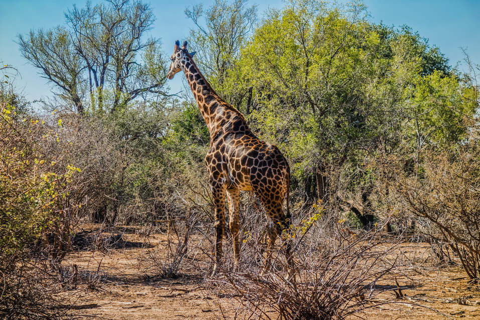 Kruger National Park (South Africa) © One Man Wolf Pack