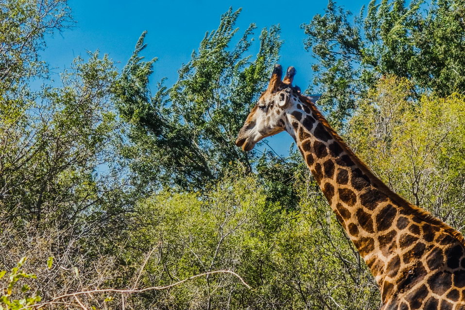 Kruger National Park (South Africa)