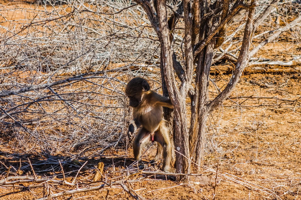 Kruger National Park (South Africa) © One Man Wolf Pack