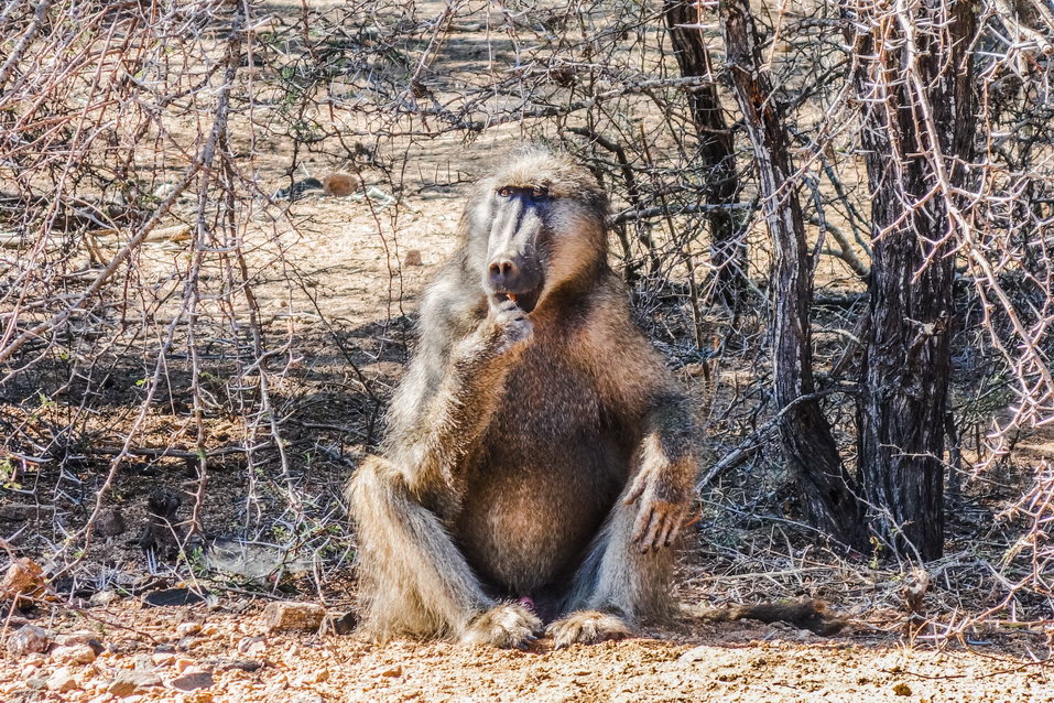 Kruger National Park (South Africa)