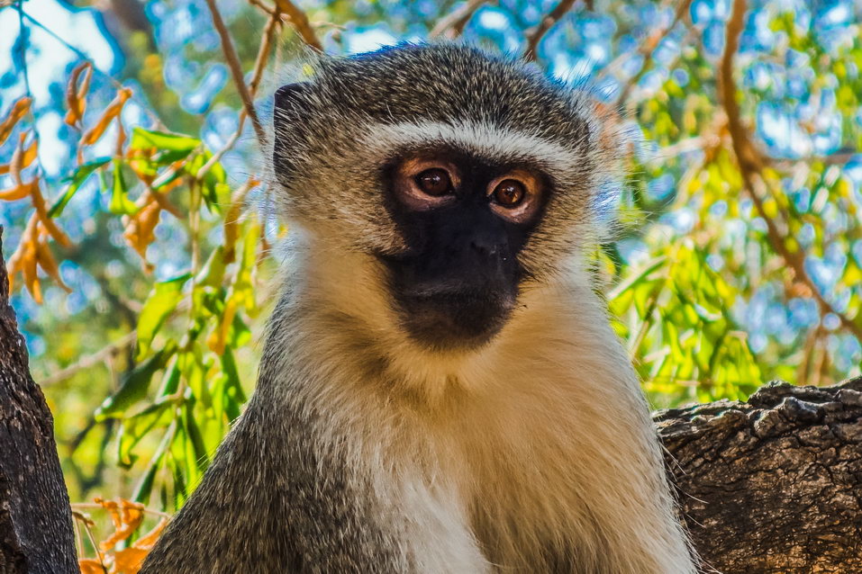 Kruger National Park (South Africa) © One Man Wolf Pack