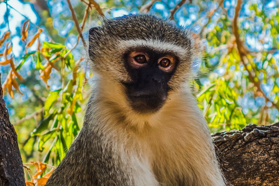 Kruger National Park (South Africa)